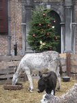 905721 Afbeelding van enkele dieren in de 'levende' kerststal op het binnenterrein van Museum Catharijneconvent (Lange ...